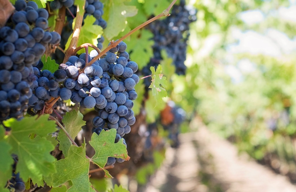 Grapes growing on a vine in a sunny vineyard