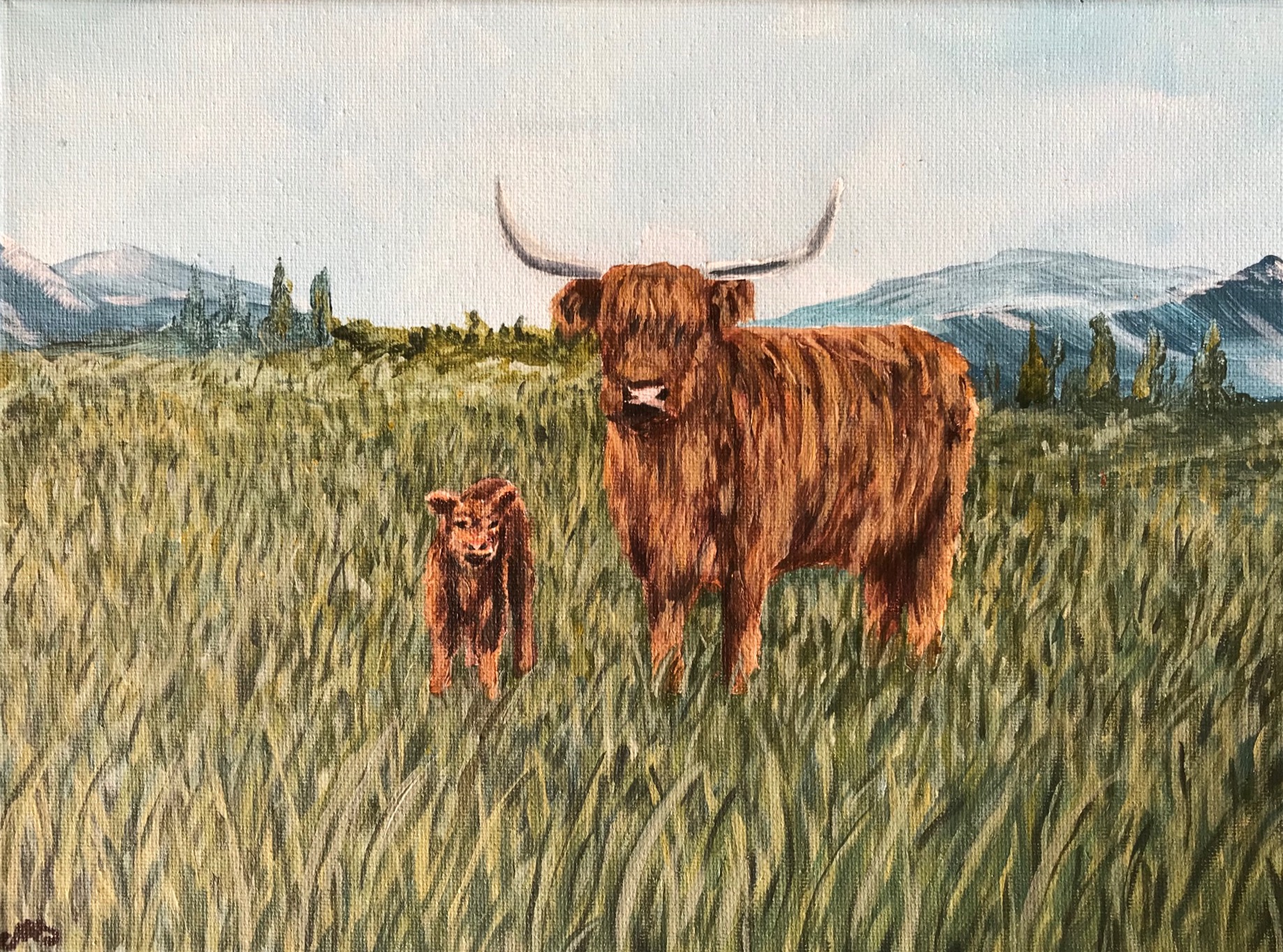 Highland Cows Highland Cows