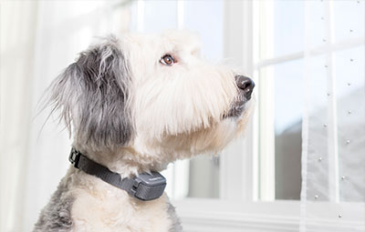 dog wearing bark control collar