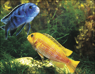 Cichlid Types: Choosing The Right Cichlid