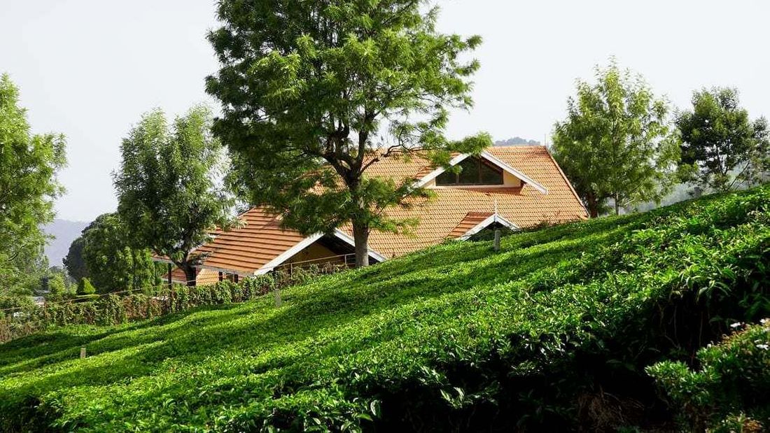 Tea estate greens and the backdrop of a house