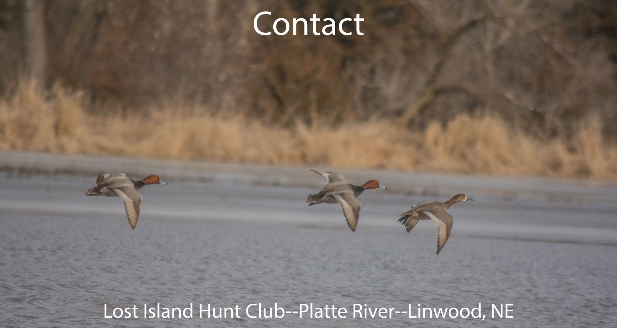 Flying Ducks Over Platte River Mobile