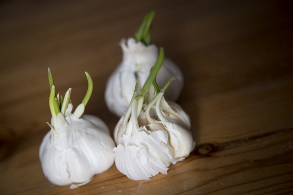 Sprouting garlic