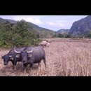Laos Muang Ngoi Trekking 3