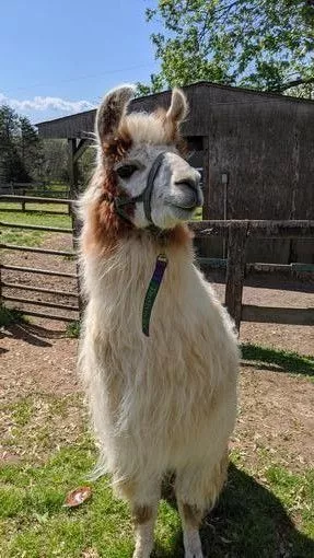 A llama named Teriyaki