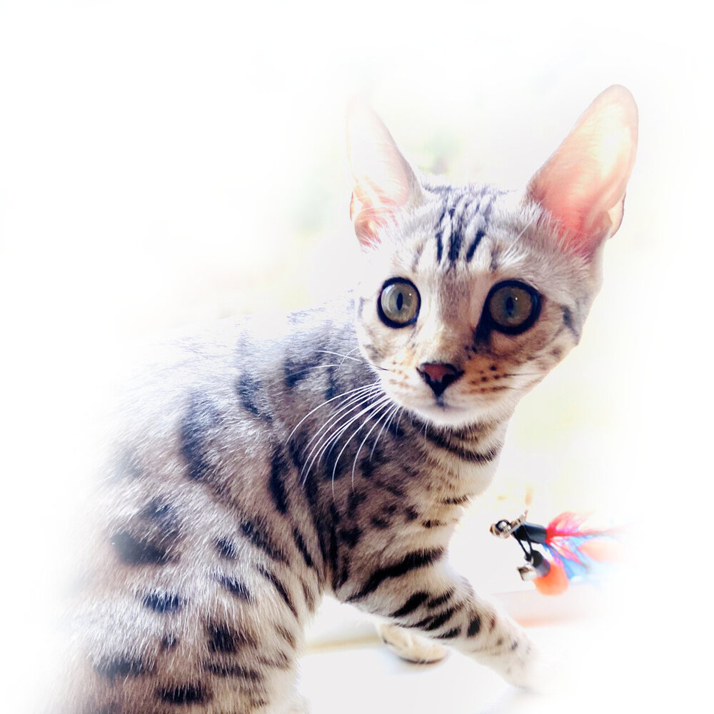 Majestic silver spotted bengal kitten
