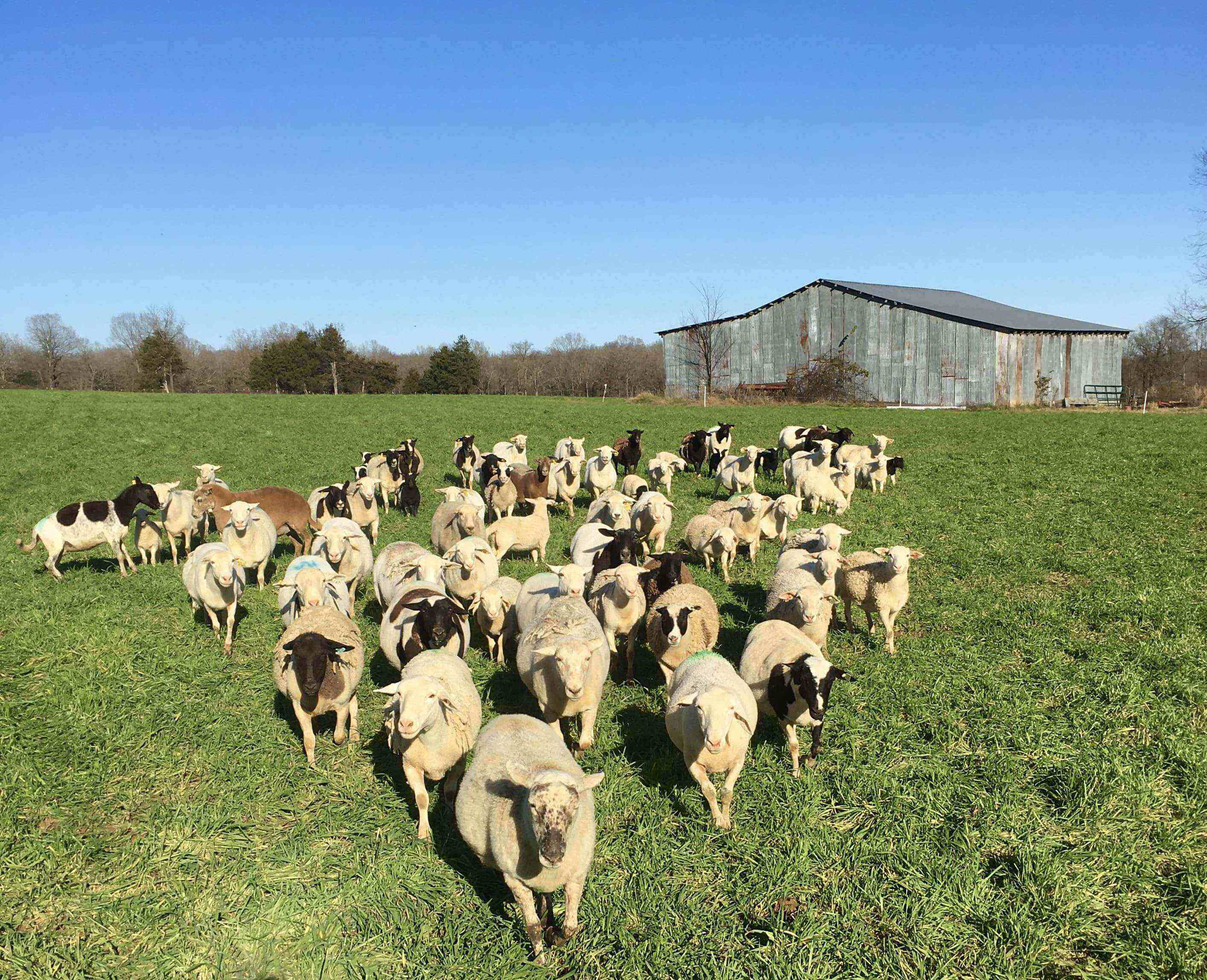 White dorper ewes for sale
