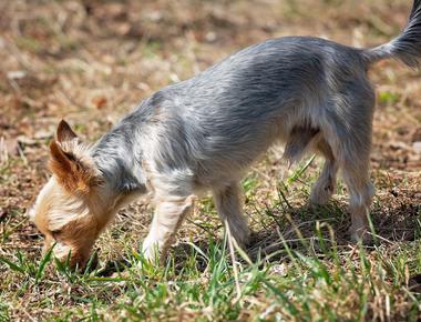 Why Do Dogs Sniff Before They Poop?