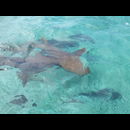 Belize Sharks 1