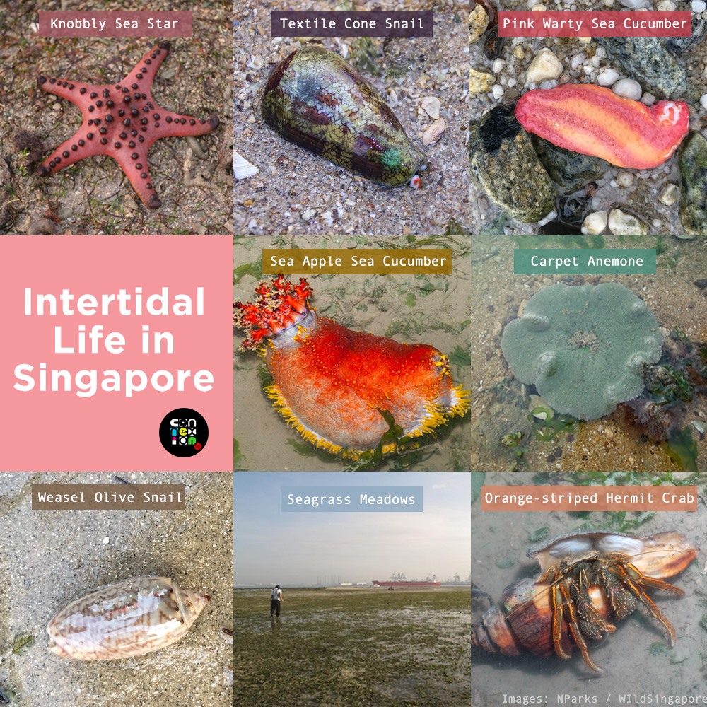 Intertidal Life In Singapore