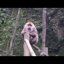 China Monkeys 16