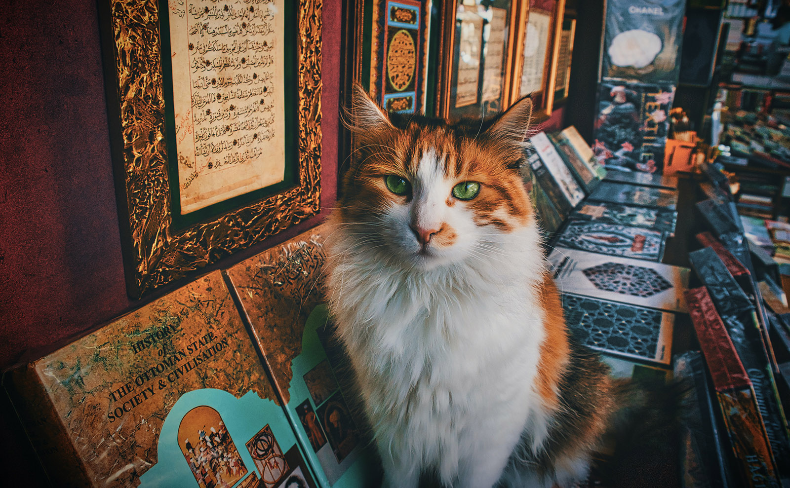calico cat sitting on top of books and turkish carpets in a bookshop