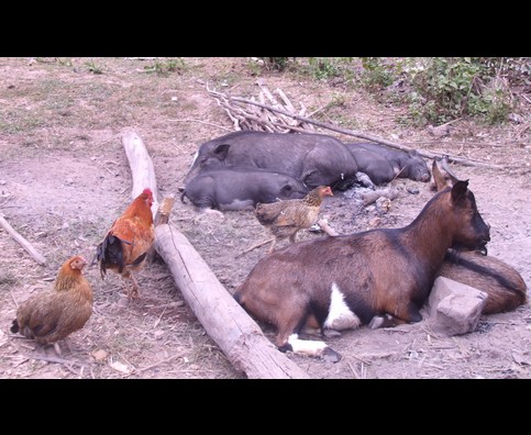 Laos Animals 7