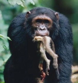 Chmpanzee eating a lower monkey