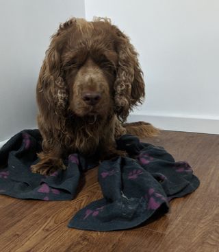 Sussex Spaniel sat on top of a blanket on a wooden floor.