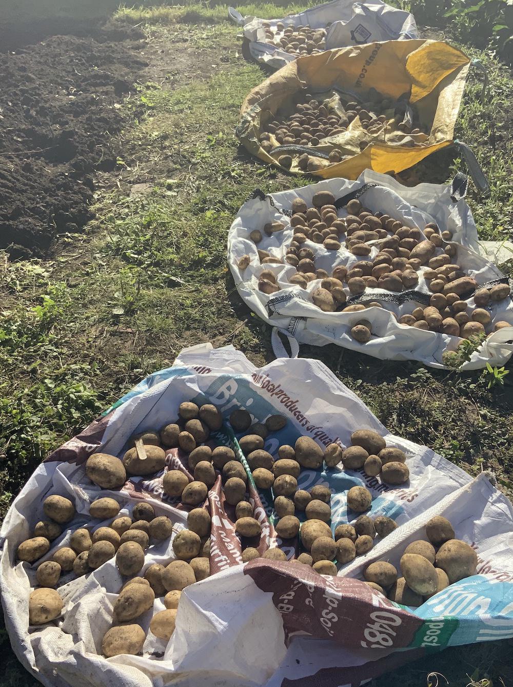 A photo of dozens of freshly dug potatoes