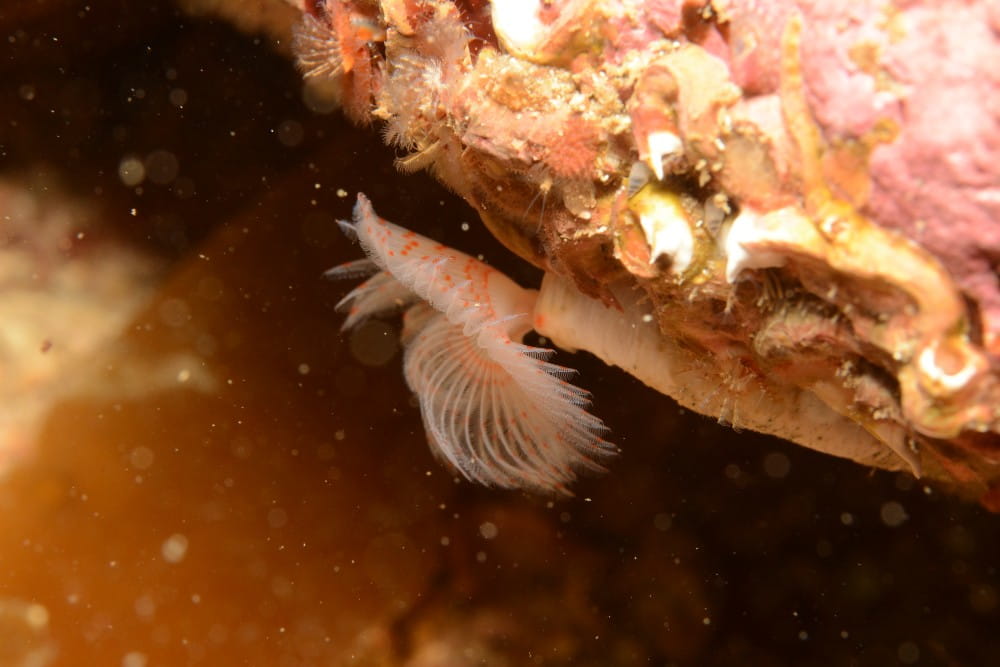 A peacock worm <em>(Sabella pavonina)</em> among other rock-encrusting fauna