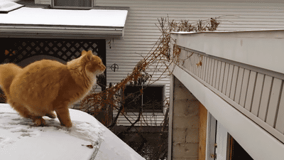 Cat jumps off snowy car and slides off