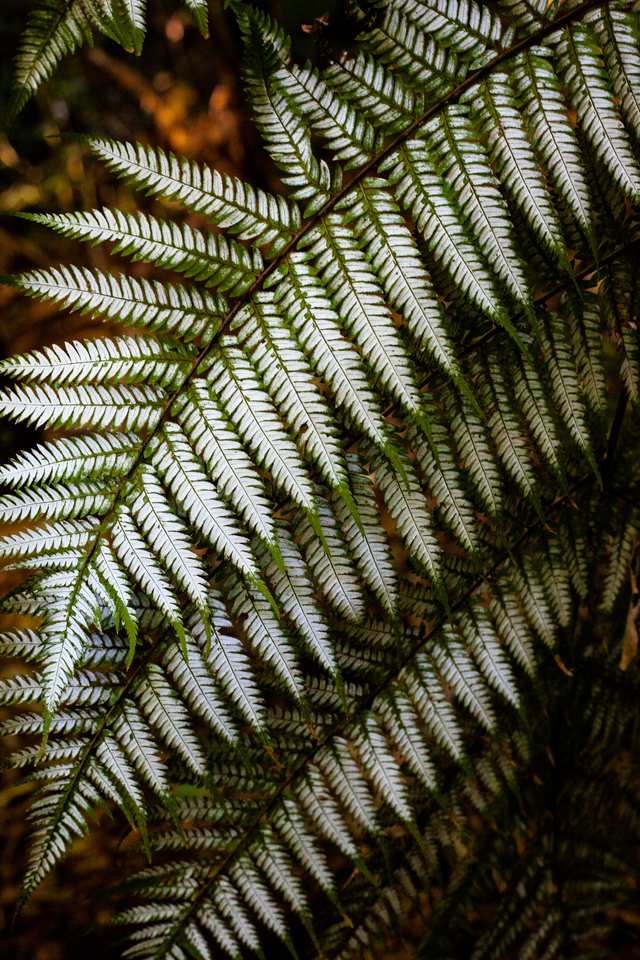 Silver Fern 4, 