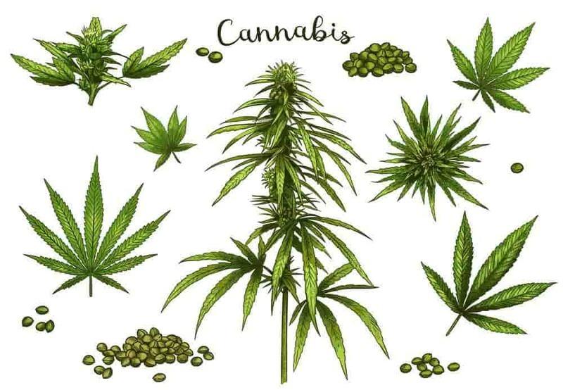 What is a cannabis plant?
