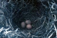 A Merlin nest with three eggs