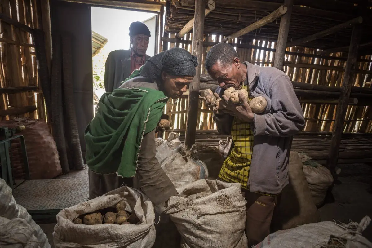 Three men taking potatoes from a sack