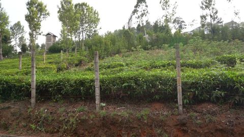 View of the plot