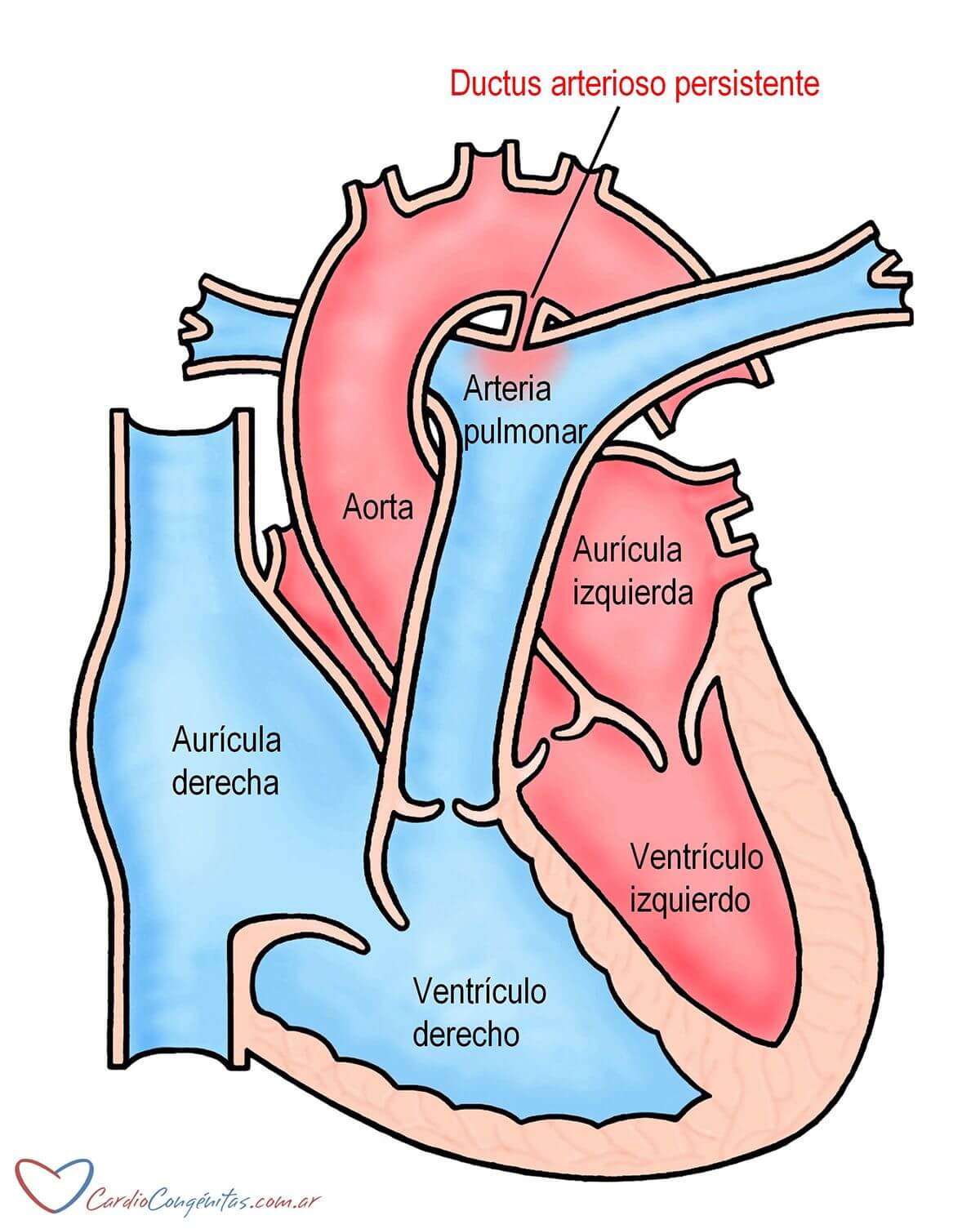 Ductus-anatomia