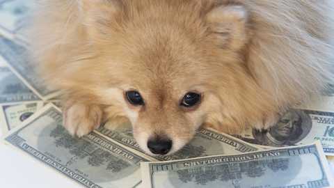 The True Cost of Having a Bad Pet Policy