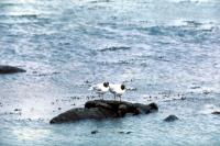 Two Black Headed Gulls perch on a rock