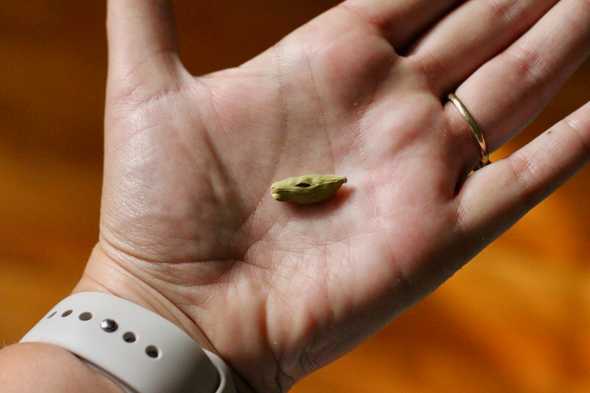 cardamom pod