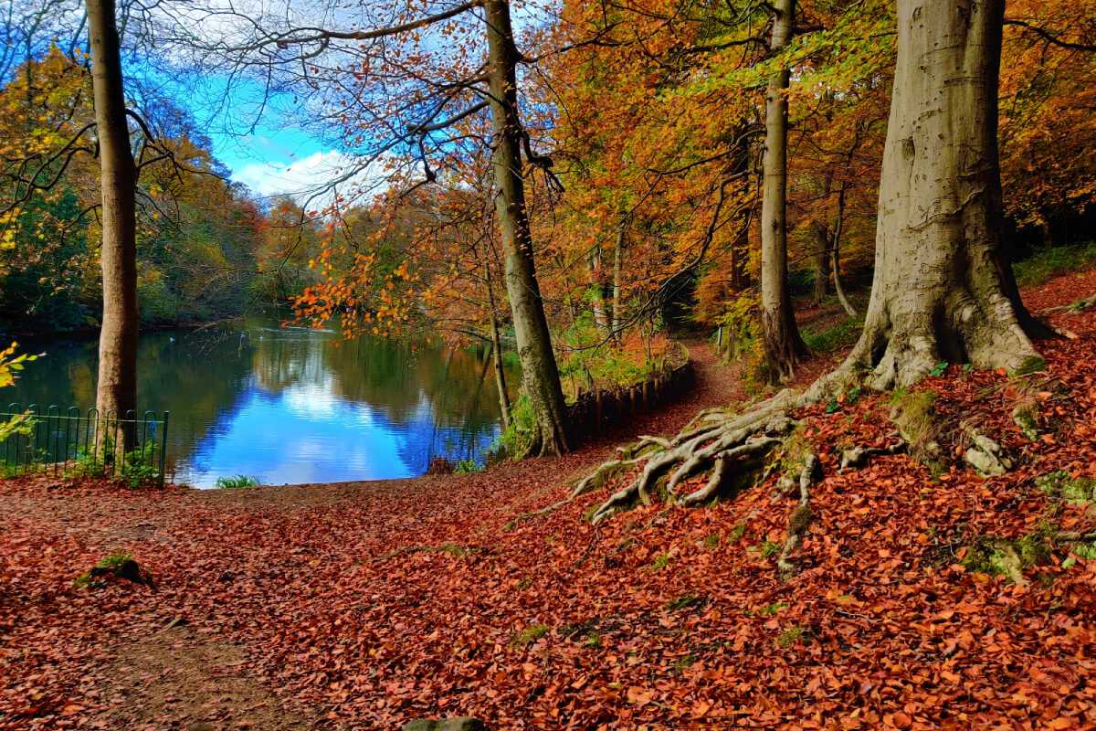 Gledhow Woods lake in Autumn