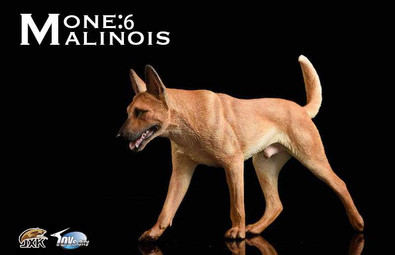 Belgian Malinois With John Wick