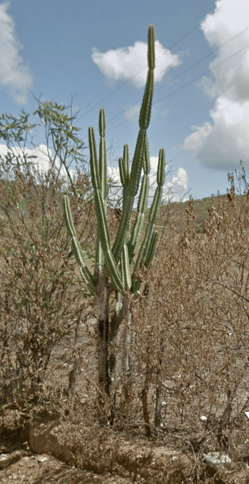 ceara cactus