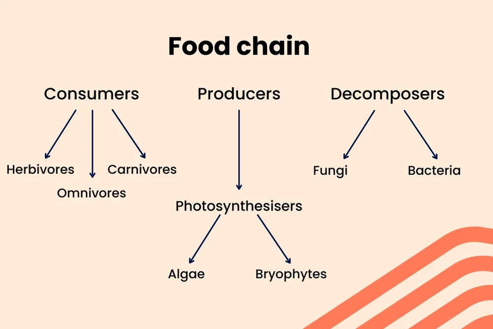 A diagram of the food chain, showing Tier 3 vocabulary