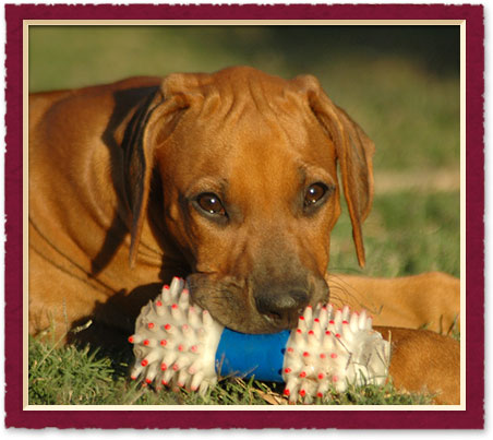 Pet Adoption in austin, TX