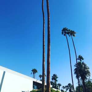 Palm springs. Where mid-century gorgeousness will reign forever and the palms speak for themselves.  #palmsprings #placemaking #desertinspiration