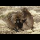 Ethiopia Baboons 5