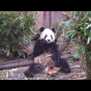China Pandas 12
