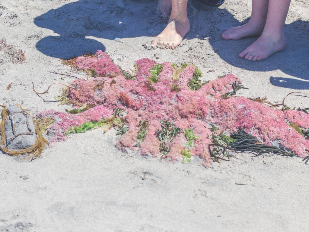 Cape Jaffa Food and Wine Festival 2022 UpNext