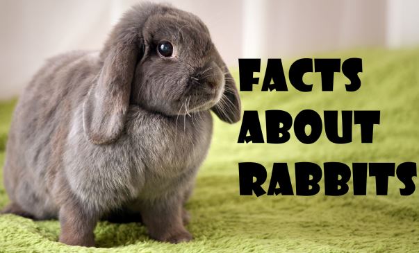 Rabbits: Diet, Habits & Other Facts