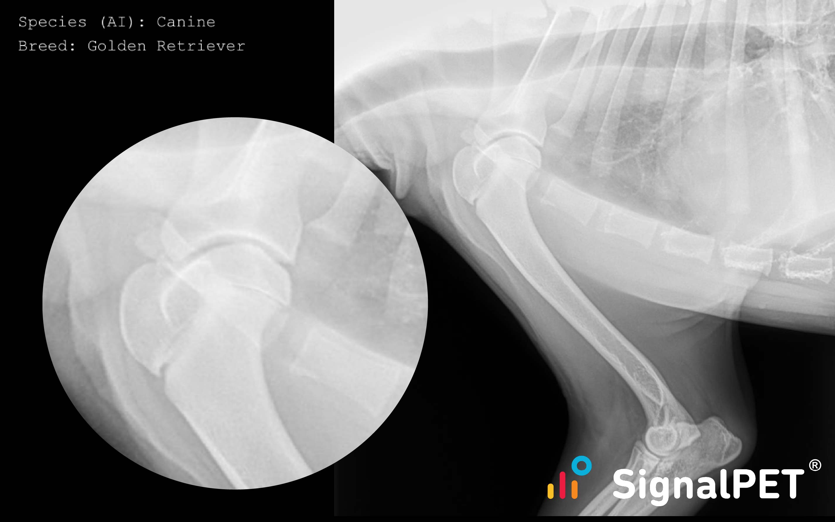 Osteochondritis Dissecans in a Golden Retriever caught by SignalPET