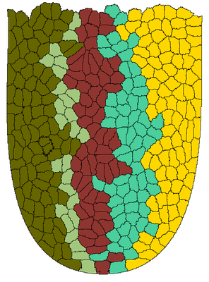 Asymmetric cell division and changing cell type.