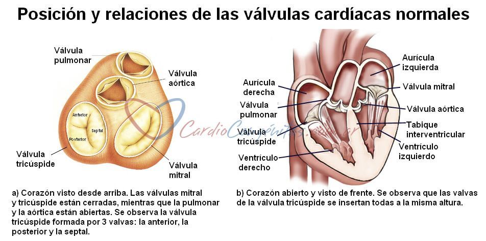 Valvulas-cardiacas