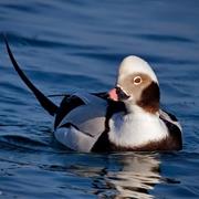 Long-Tailed Duck