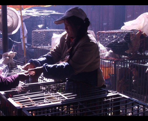 China Animal Markets 29