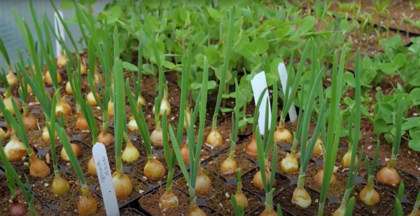 Onions and peas in module trays
