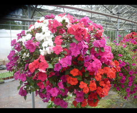 England Hanging Baskets 14