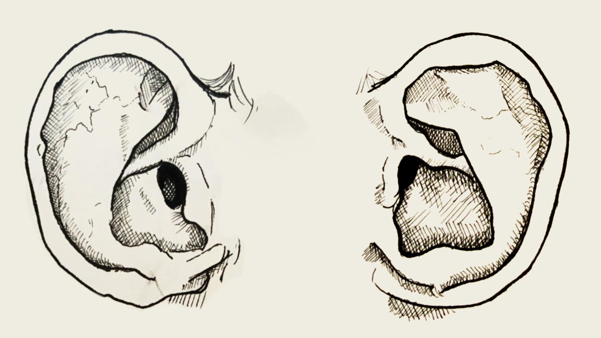 A drawing of two ears in black ink, by Adam Westbrook