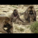 Ethiopia Baboons 1